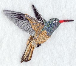 Buff Bellied Hummingbird