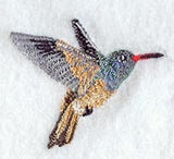 Buff Bellied Hummingbird