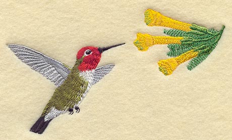 Anna's Hummingbird & Tree Tobacco Flower