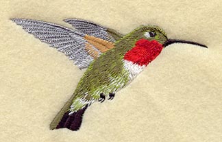 Broad Tailed Hummingbird