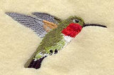 Broad Tailed Hummingbird