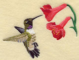 Black Chinned Hummingbird & Scarlet Larkspur