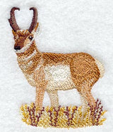 Pronghorn Antelope