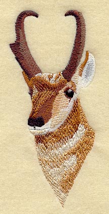 Pronghorn Antelope Head