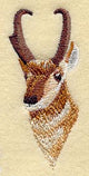 Pronghorn Antelope Head