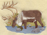 Caribou & Creek