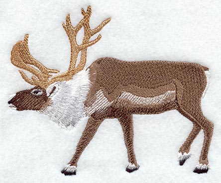 Reindeer
