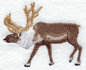 Reindeer