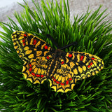 Free-Flying Spanish Festoon (In-the-Hoop)