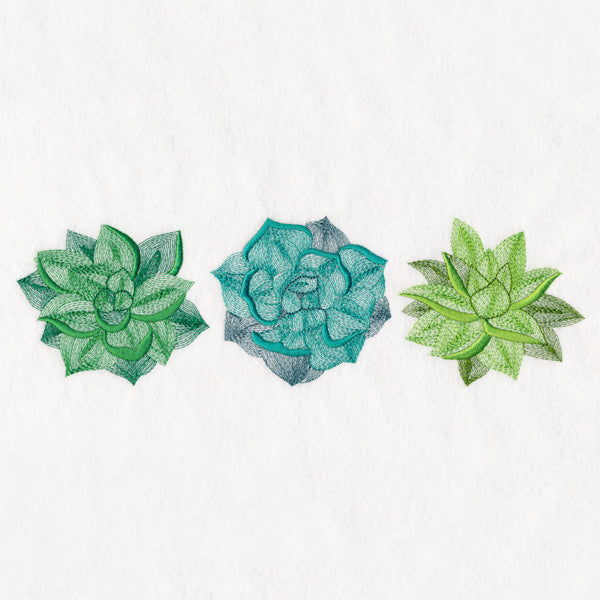 Succulents Trio