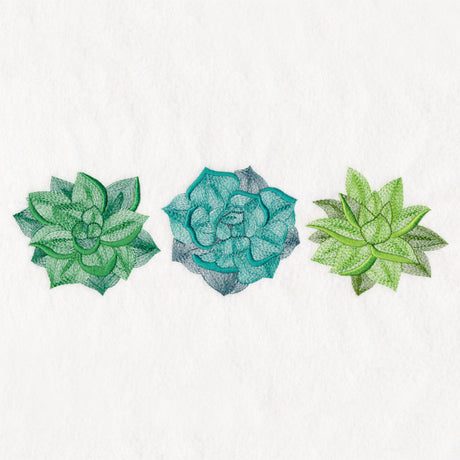 Succulents Trio