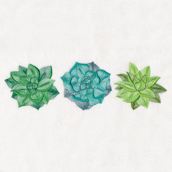 Succulents Trio