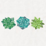Succulents Trio