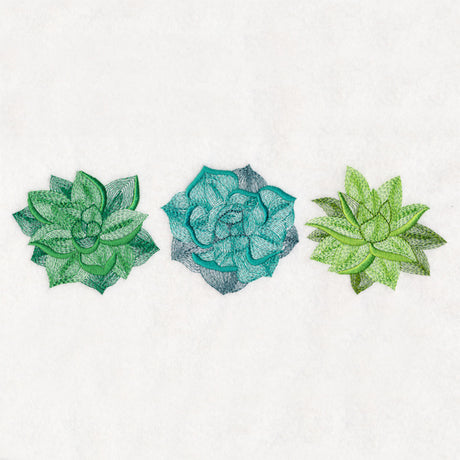 Succulents Trio