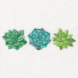 Succulents Trio