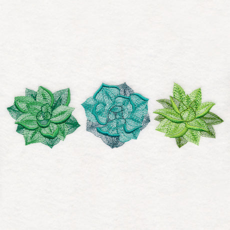 Succulents Trio