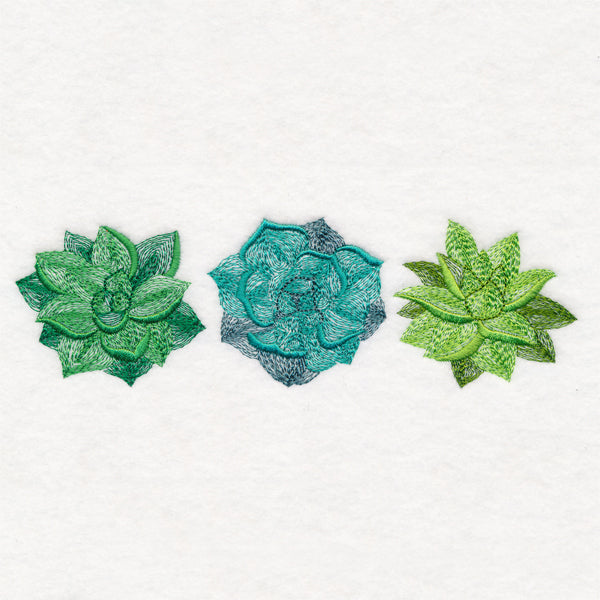 Succulents Trio