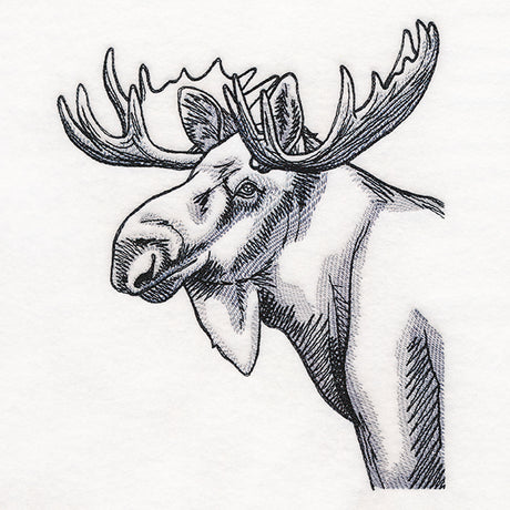 Peeking Moose Etching