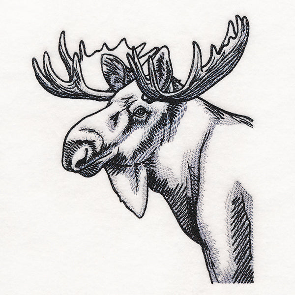 Peeking Moose Etching