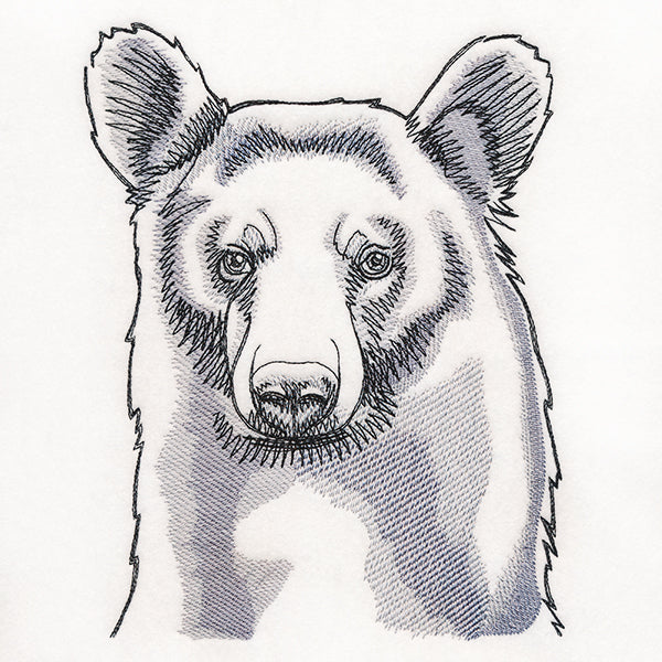 Peeking Bear Etching