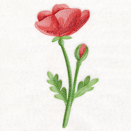 Precious Poppy in Watercolor