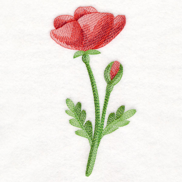Precious Poppy in Watercolor