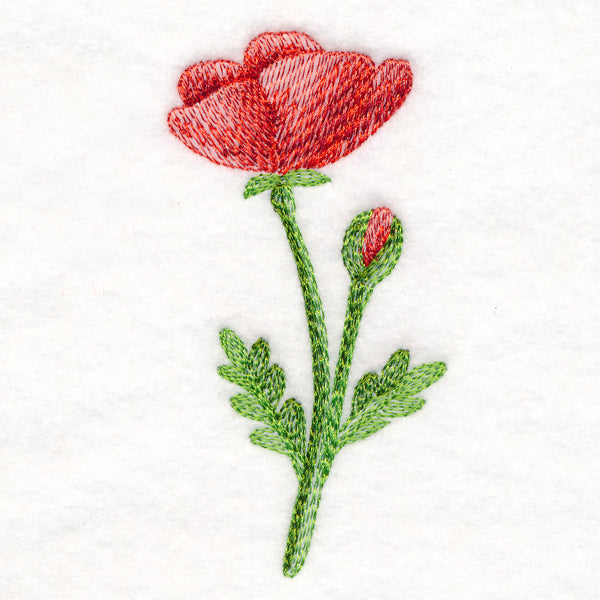 Precious Poppy in Watercolor
