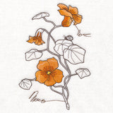 Nasturtium Botanicals
