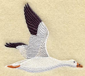 Snow Goose