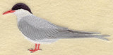 Arctic Tern