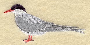 Arctic Tern