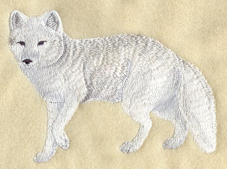 Arctic Fox