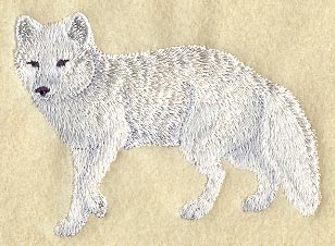 Arctic Fox