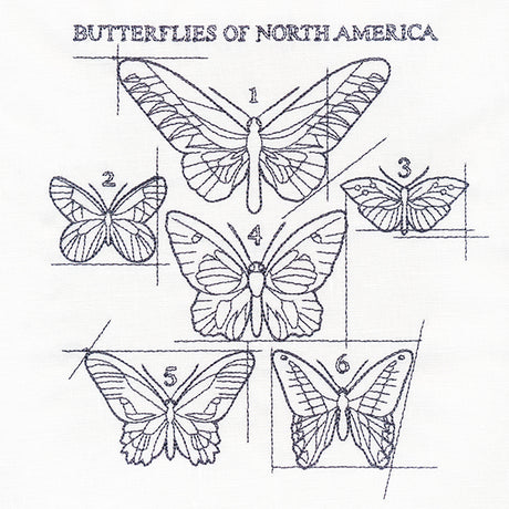 Butterflies of North America Schematic