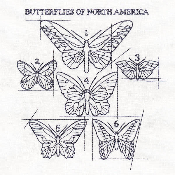 Butterflies of North America Schematic