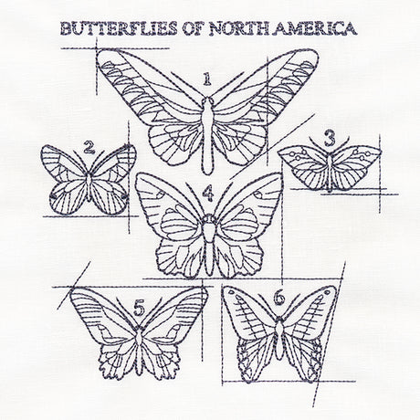 Butterflies of North America Schematic