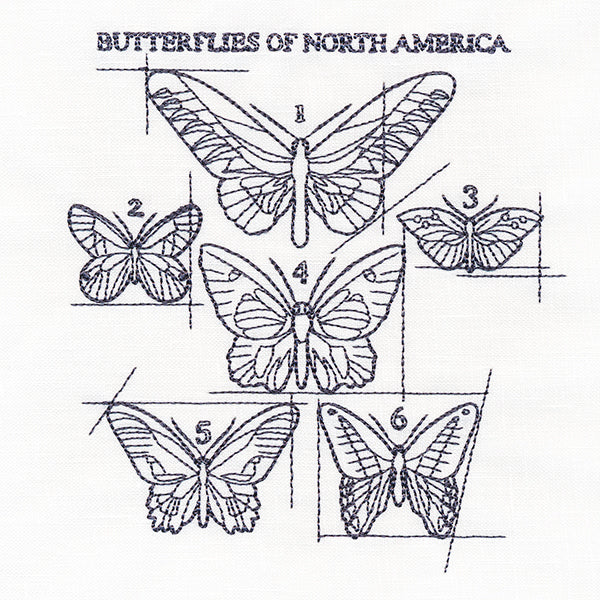 Butterflies of North America Schematic