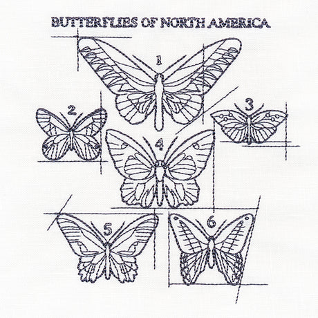 Butterflies of North America Schematic
