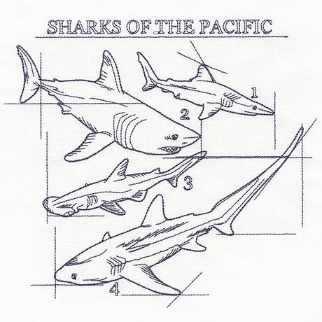 Sharks of the Pacific Schematic