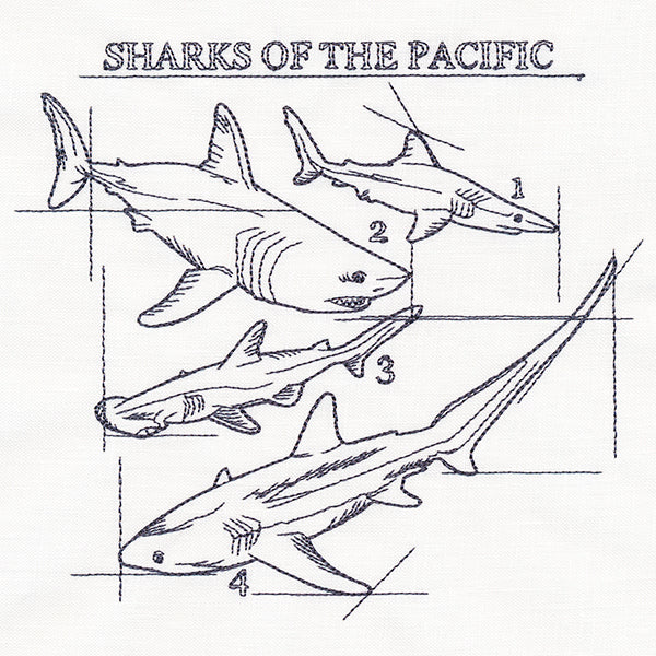 Sharks of the Pacific Schematic