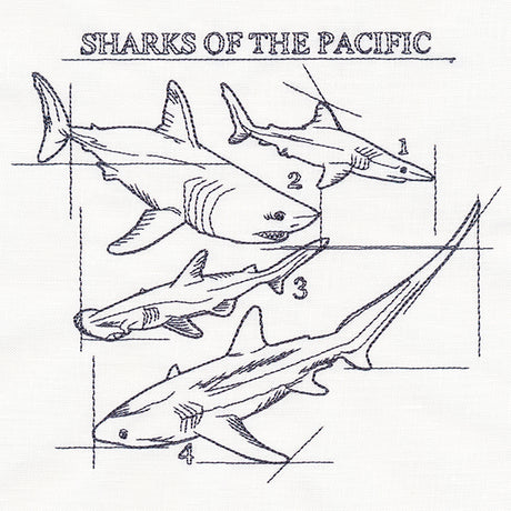Sharks of the Pacific Schematic