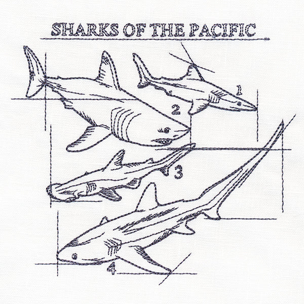 Sharks of the Pacific Schematic