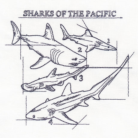 Sharks of the Pacific Schematic