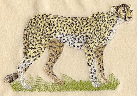 Cheetah