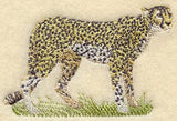 Cheetah