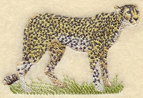 Cheetah