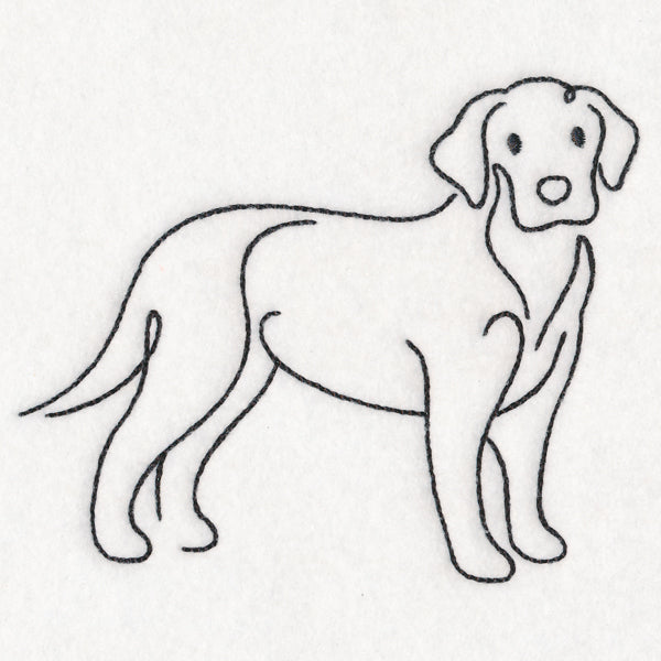 Top of the Line - Labrador