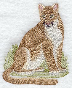 Cougar (Mountain Lion)