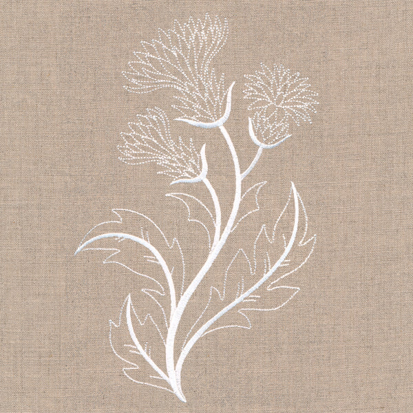 Delicate Thistle Stems