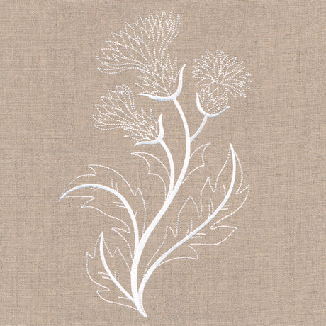 Delicate Thistle Stems